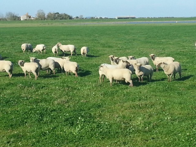 FERME DE LA PREE MIZOTTIERE