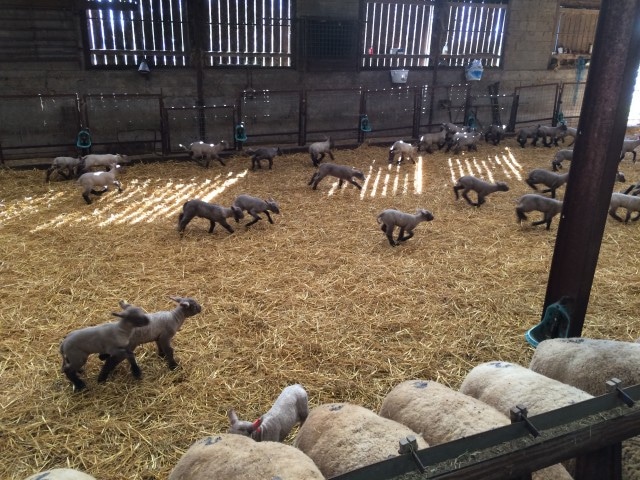 FERME DE LA PREE MIZOTTIERE
