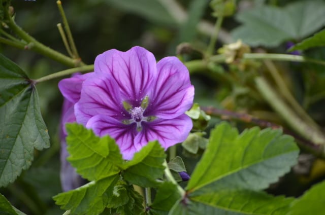 Producteur plantes médicinales aromatiques aveyron