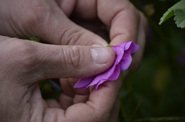 Producteur plantes médicinales aromatiques aveyron