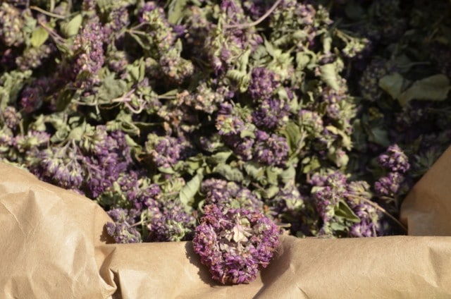Producteur plantes médicinales aromatiques aveyron