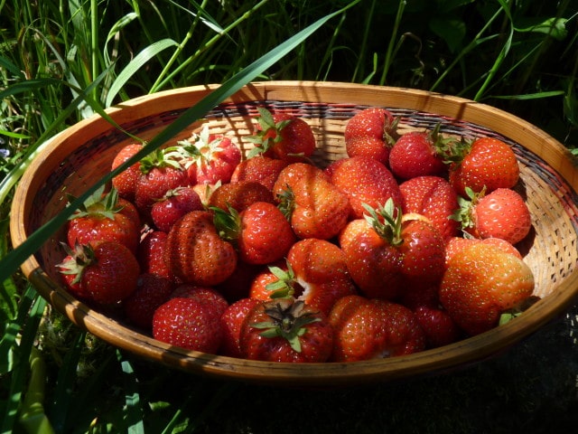 maraîchage fruits légumes hérault