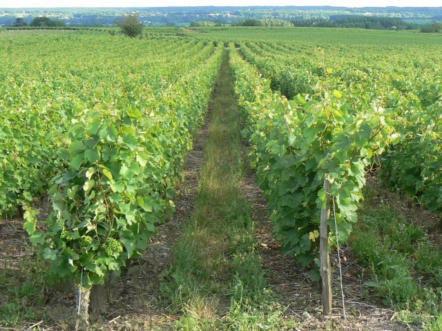viticulteur indre et loire