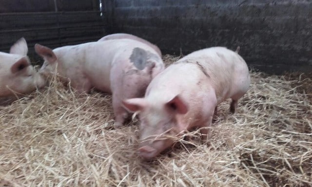producteur bœuf porc veau hérault