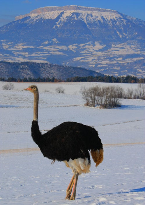 vente viande autruche hautes alpes