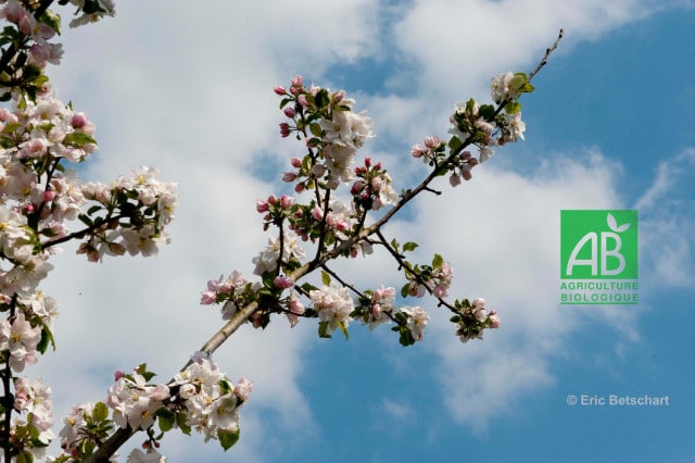 producteur arboriculteur vendée