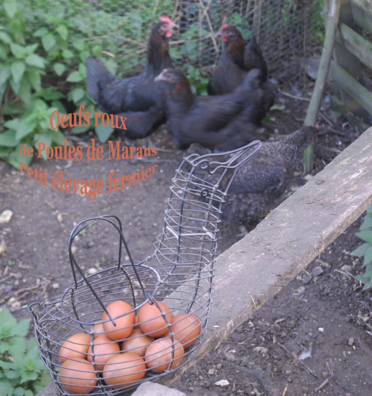 Thony Martins Guide Paysan Naturaliste