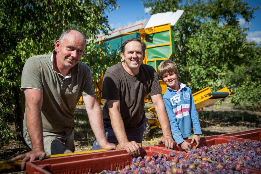 acheter des pruneaux d'Agen frais