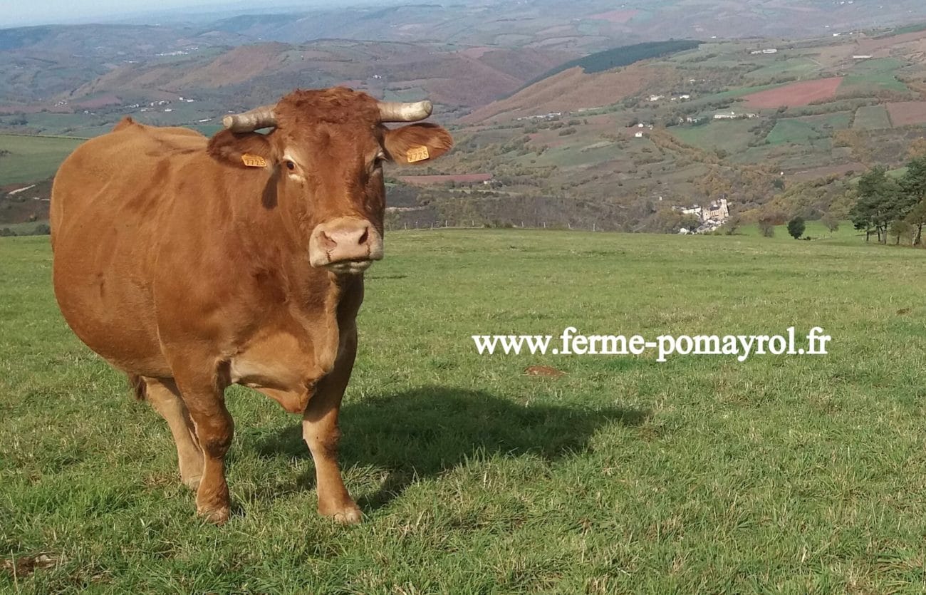 circuit court vache