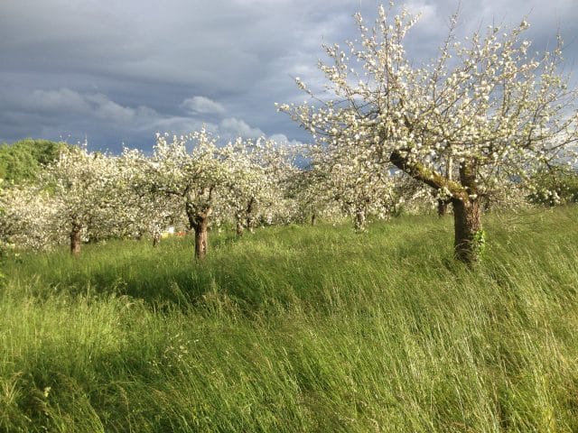 La ferme du chapi
