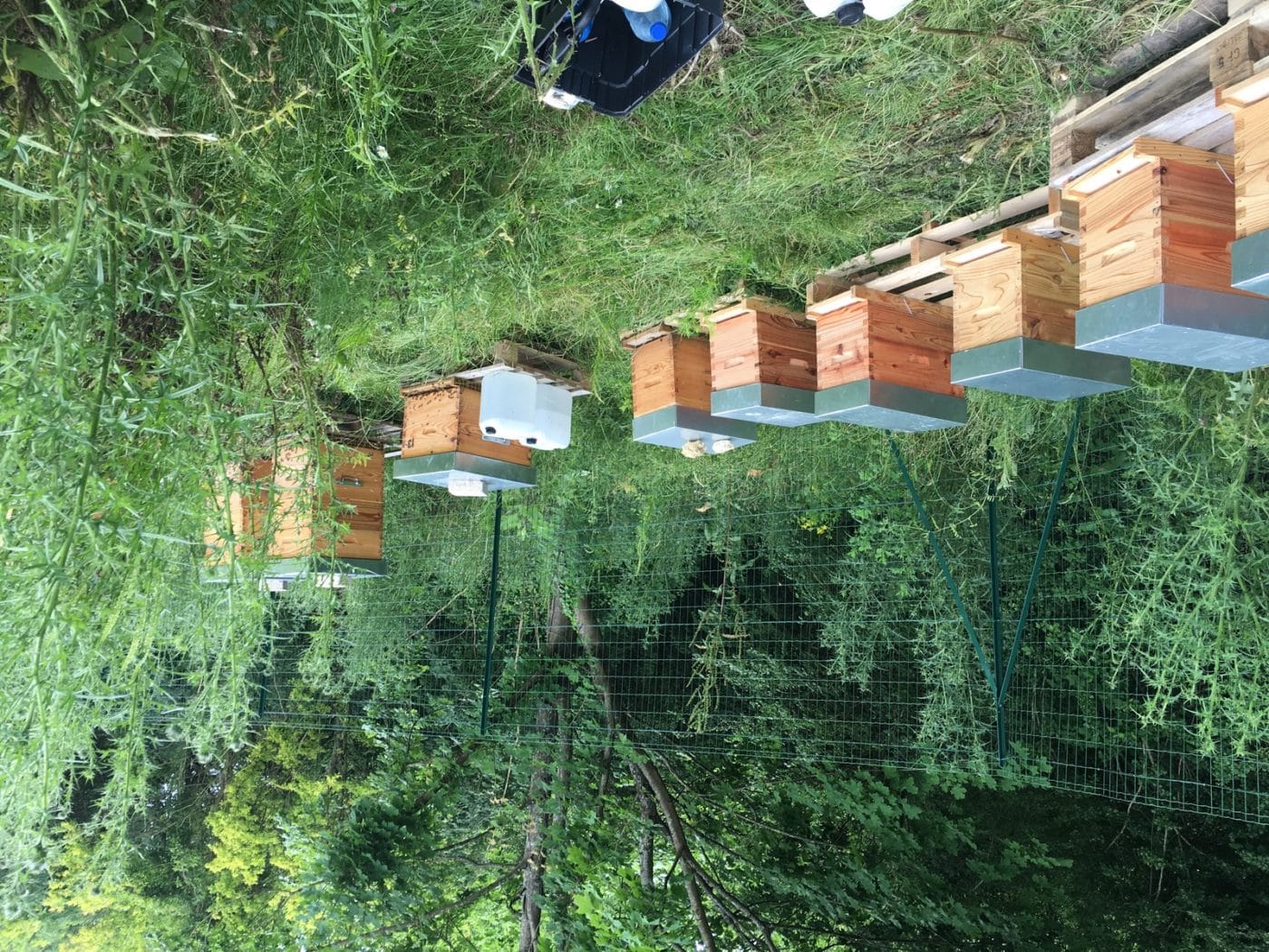 ruche à la ferme vente de miel