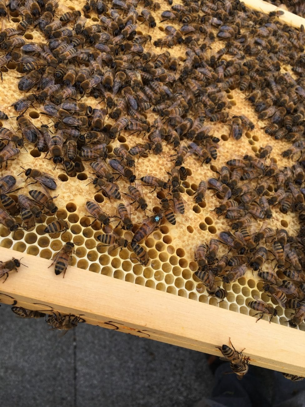 miel abeille ruche