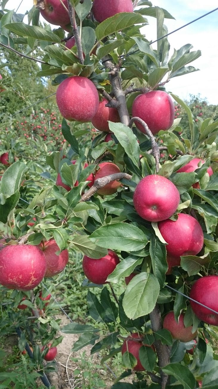 pommier