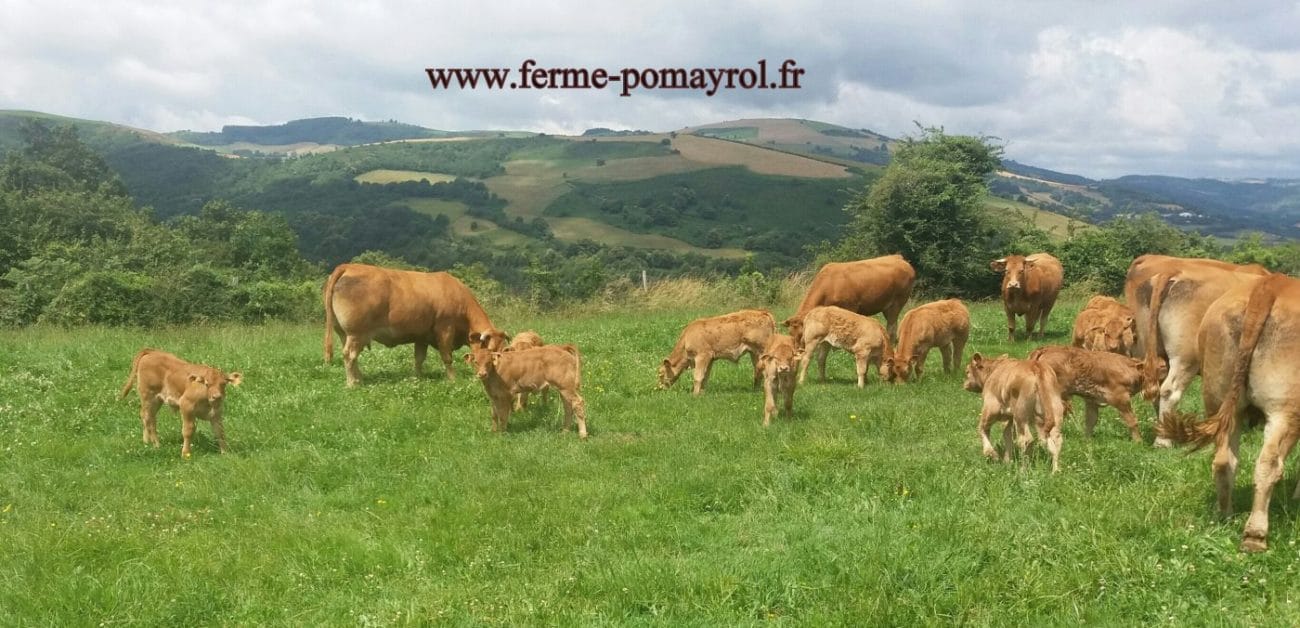 ferme élevage bovin