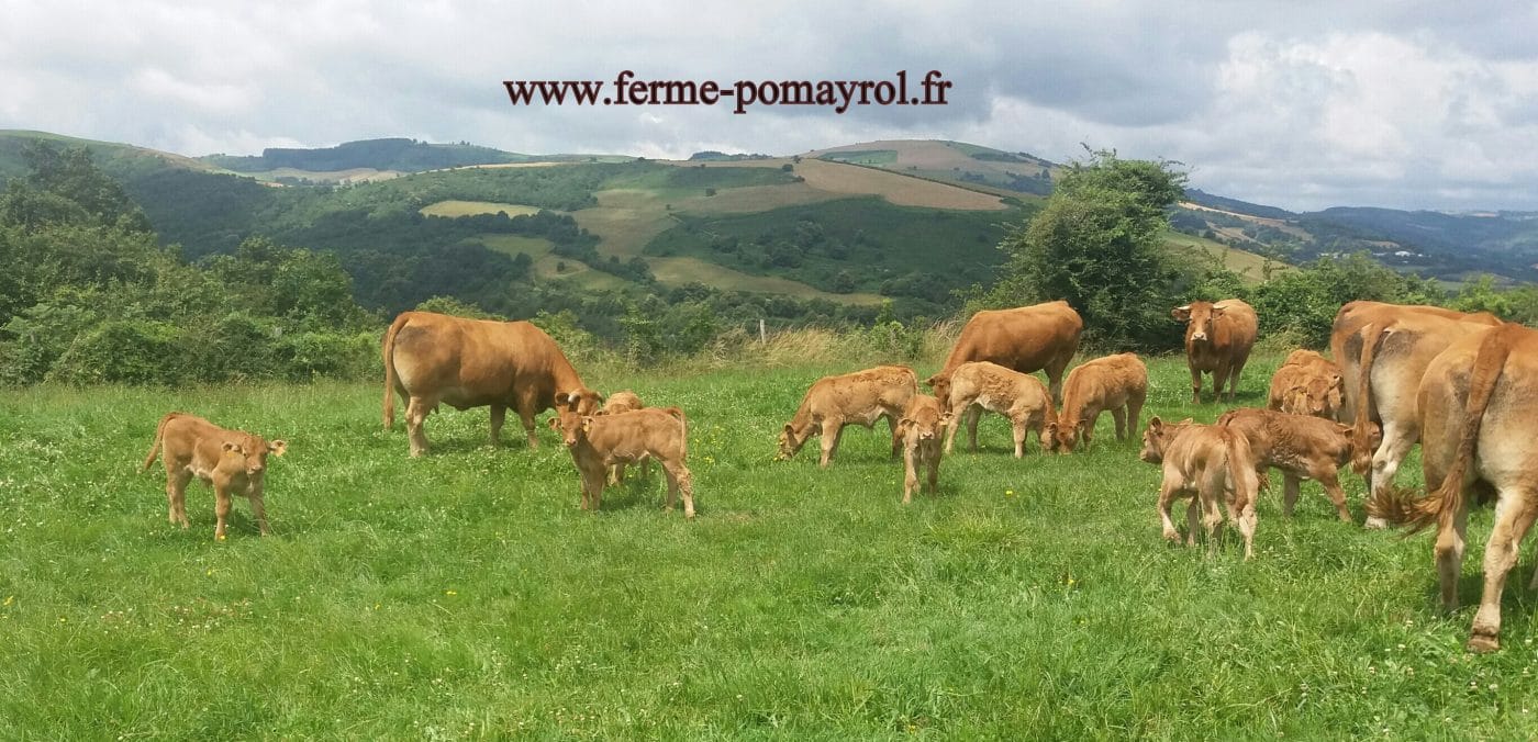 ferme élevage bovin