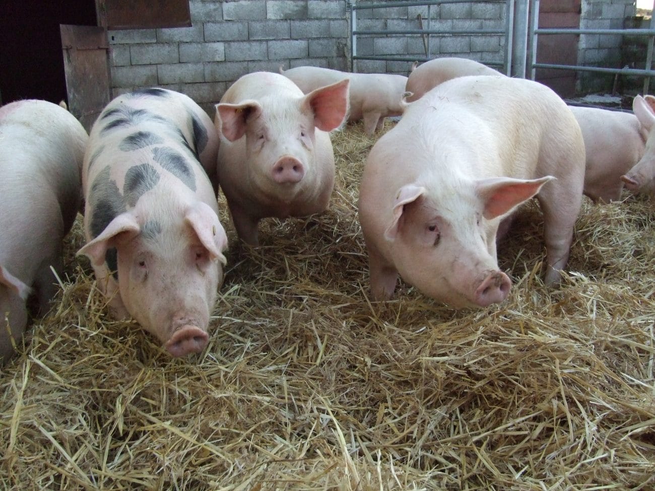 Porc cochon paille