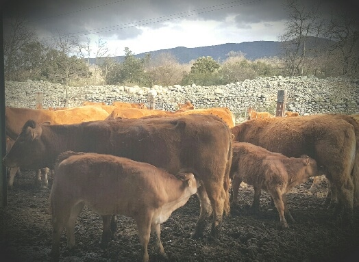 vaches limousine