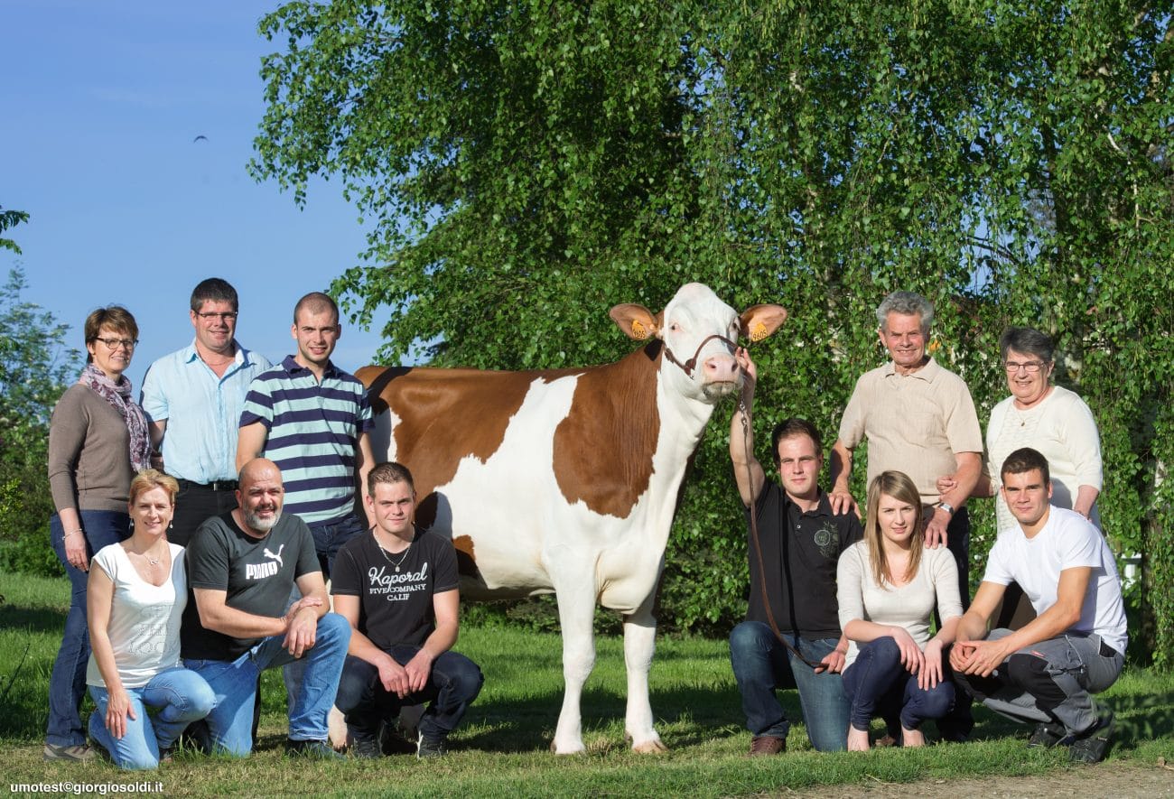 bovins concours