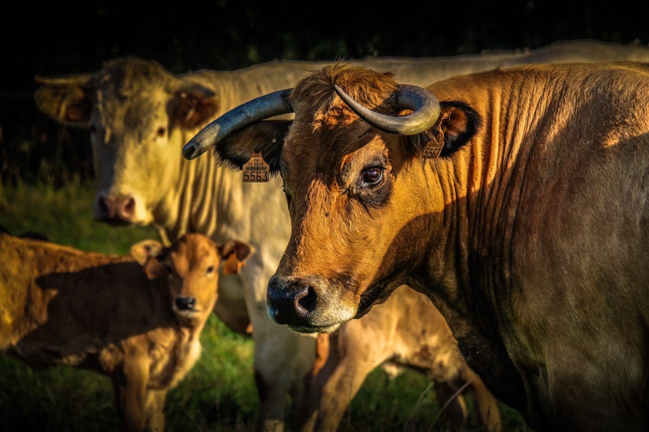 Ferme de l’Ansiguière