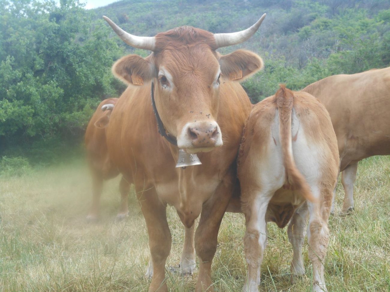vache