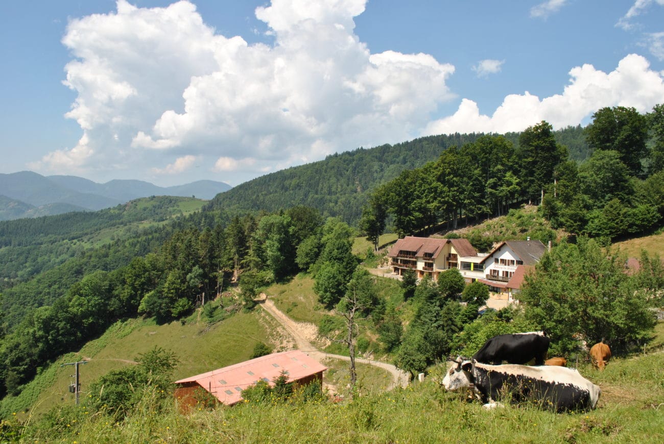 vache montagne