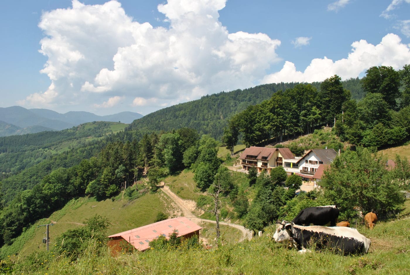 vache montagne