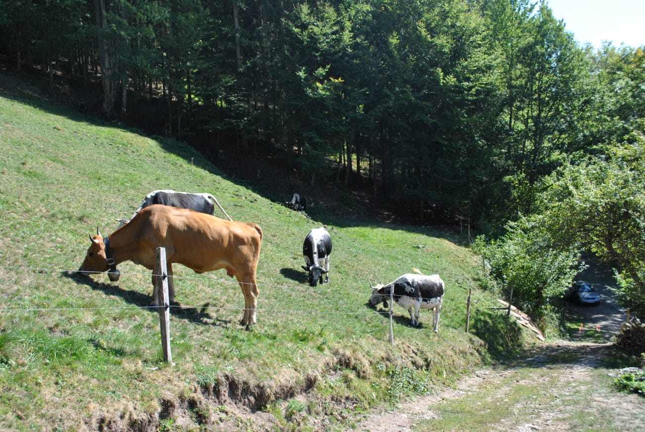 vache montage