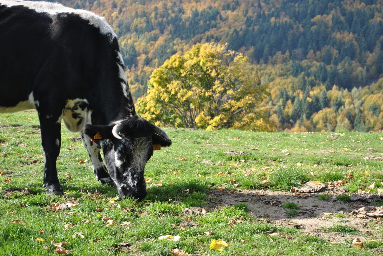 vache montagne