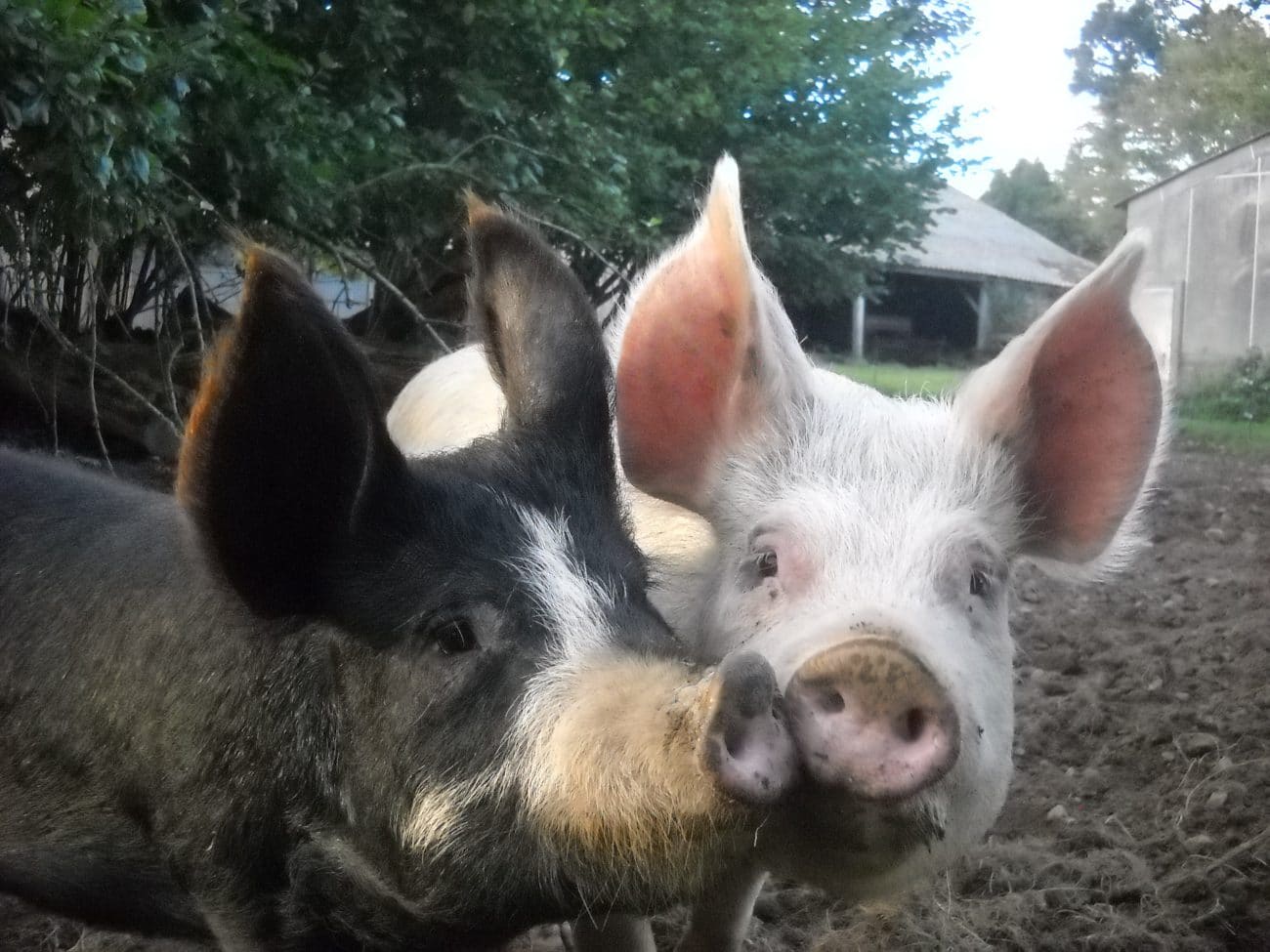 cochon