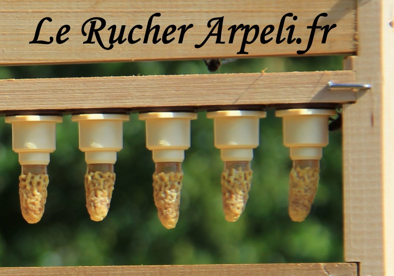 Le Rucher Arpeli