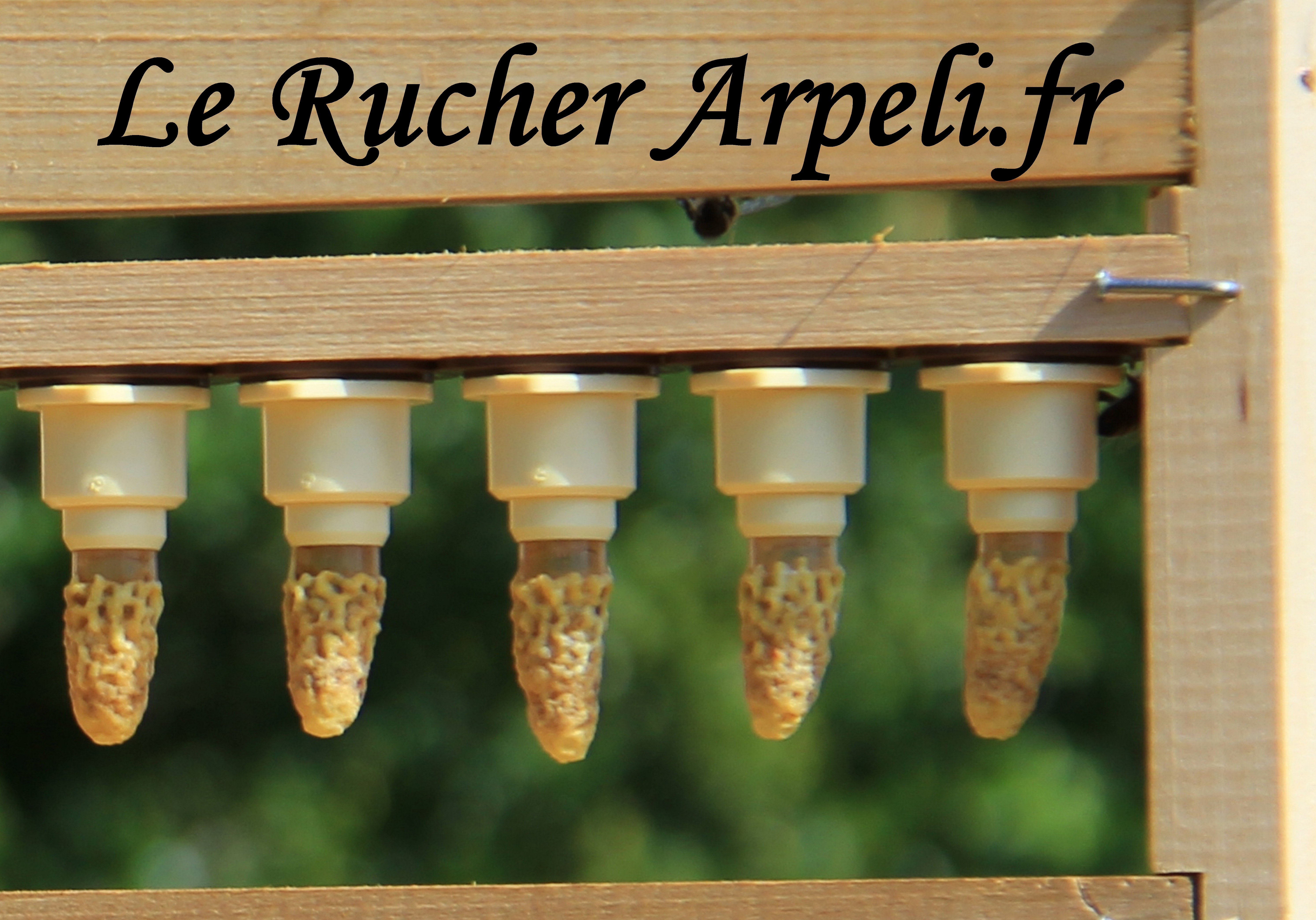 Le Rucher Arpeli