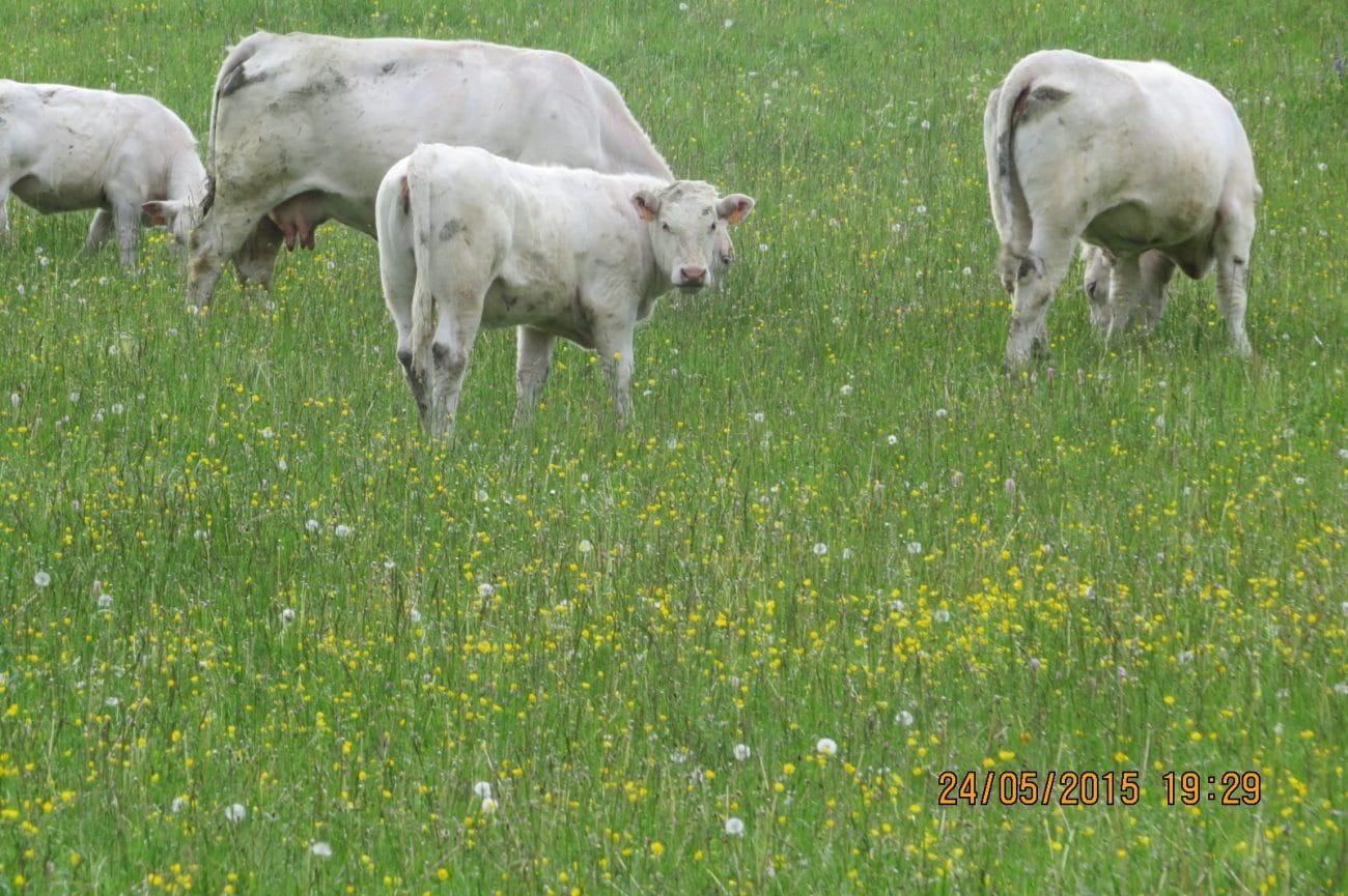 vache charolaise prairie vente directe