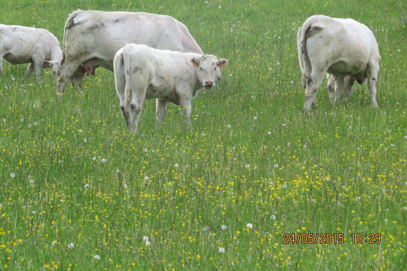 vache charolaise prairie vente directe