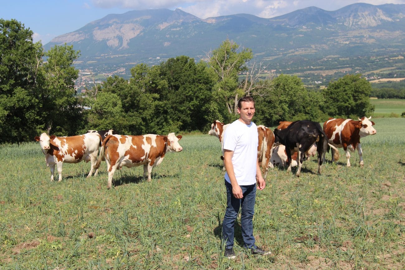 vache montagne