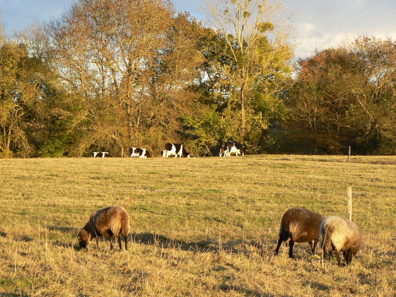 Ferme des Belles Landes