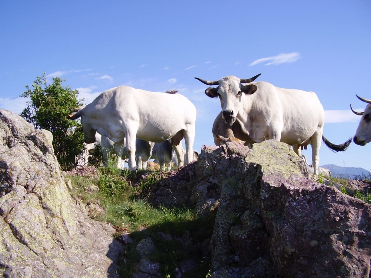 TRAMUNTANA66 – BARRIERE PATRICK