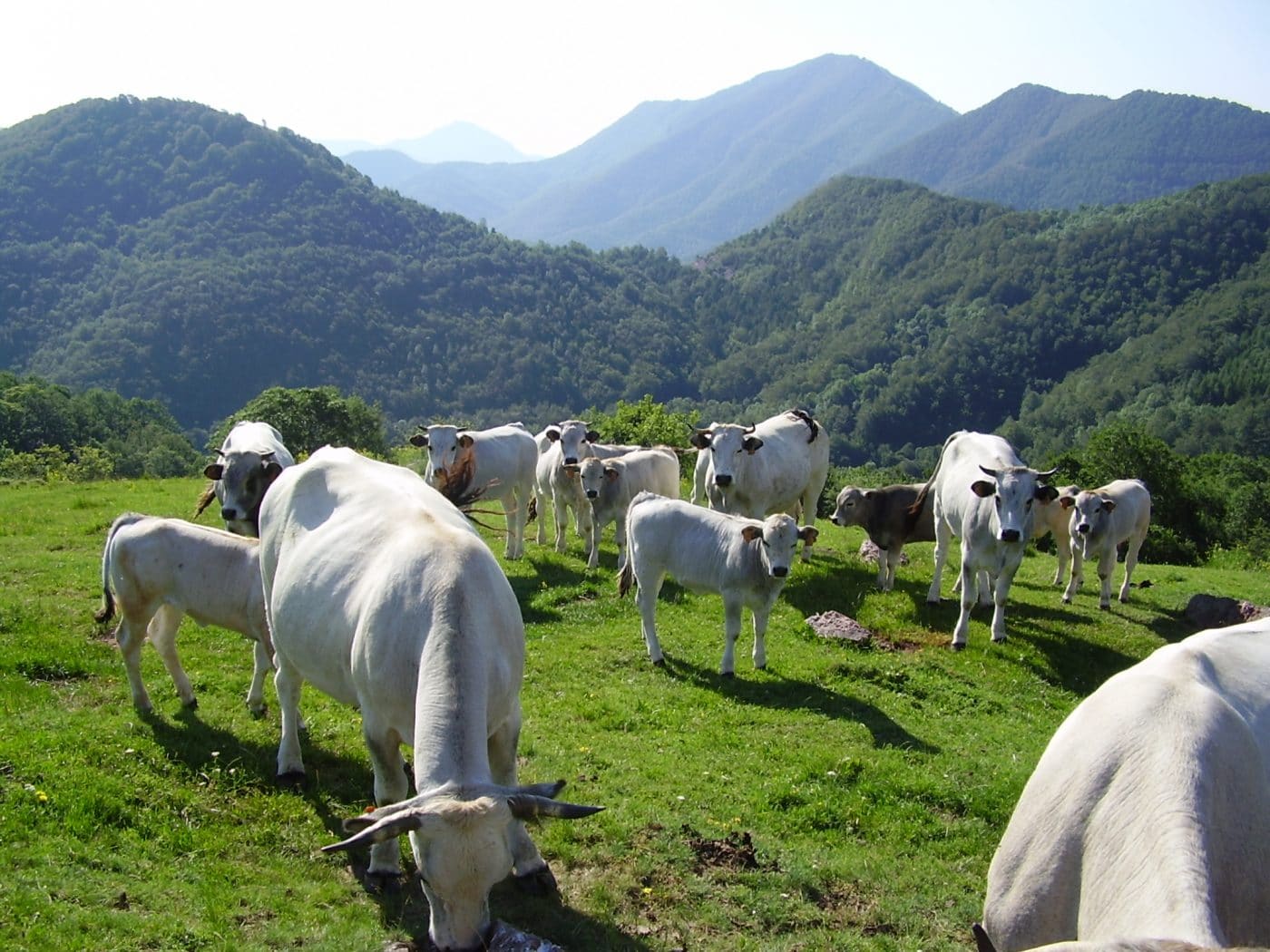 TRAMUNTANA66 – BARRIERE PATRICK