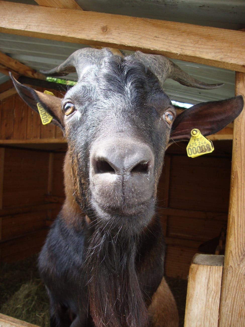 bouc