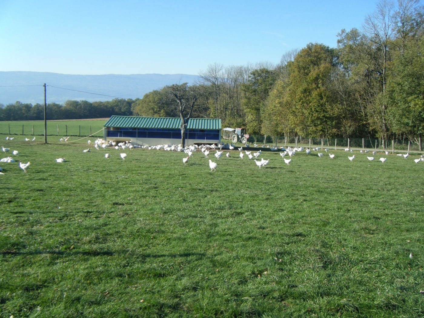 poulet prairie