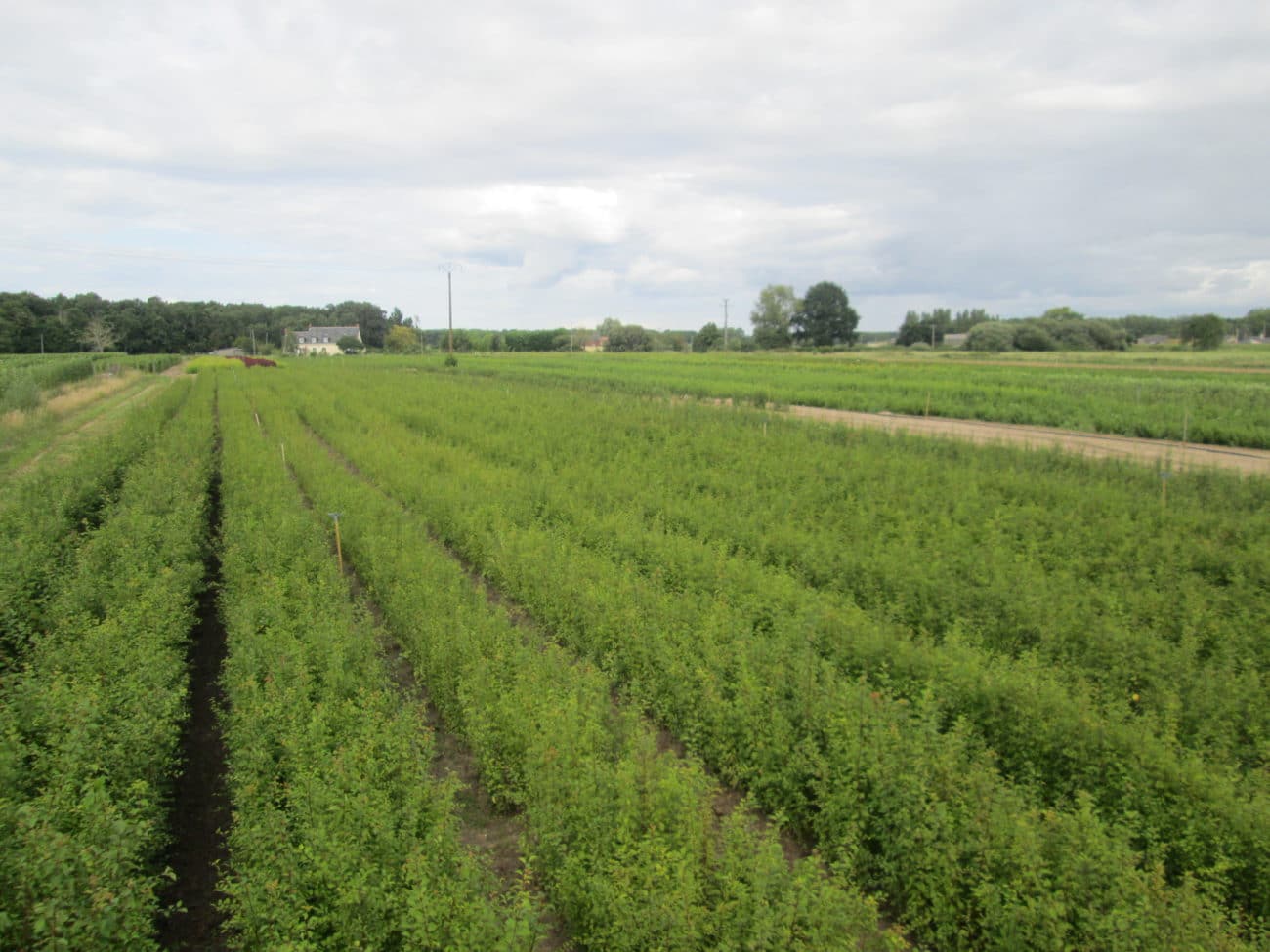 Acheter jeunes plants fruitiers