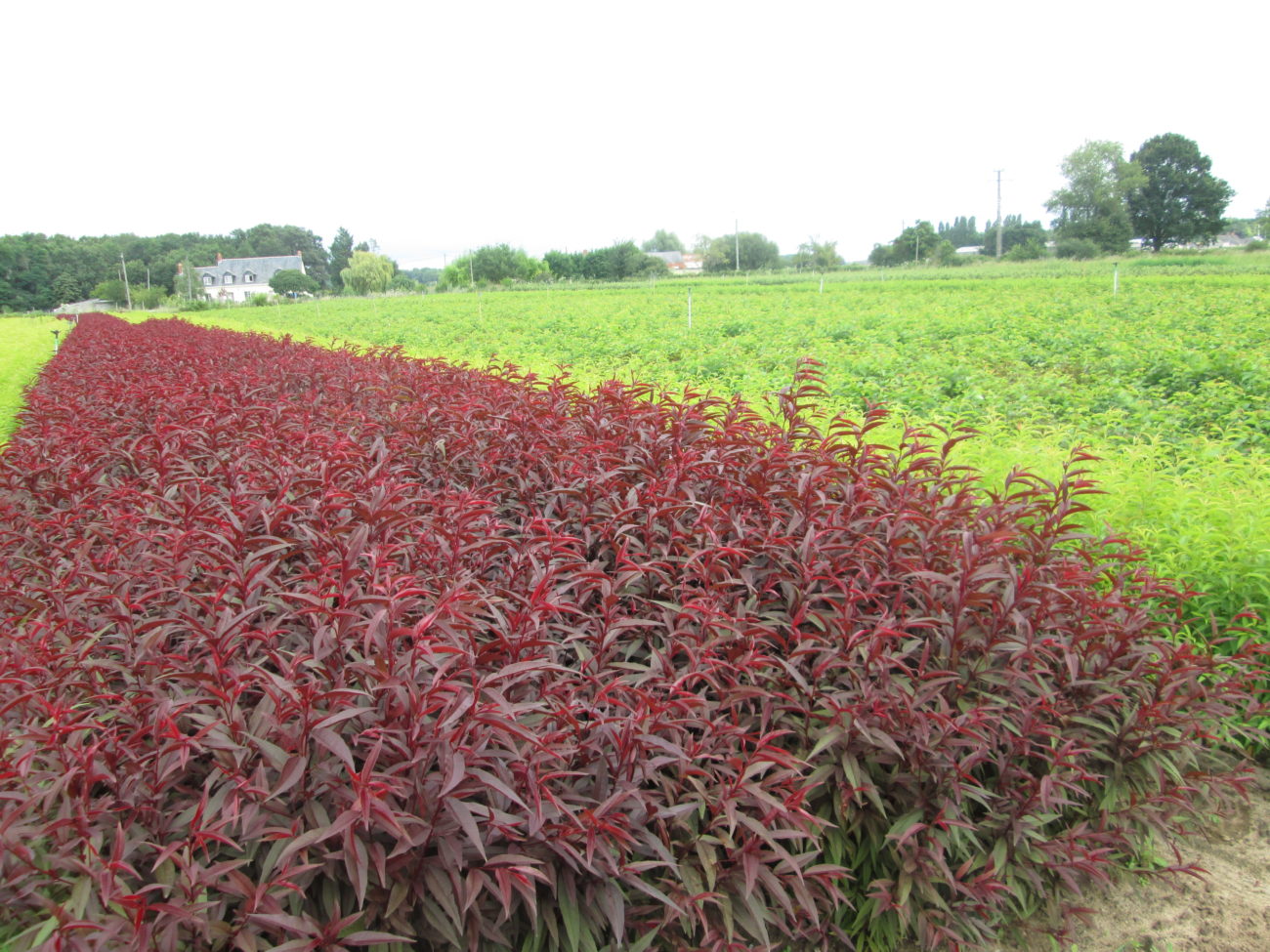 Acheter jeunes plants fruitiers