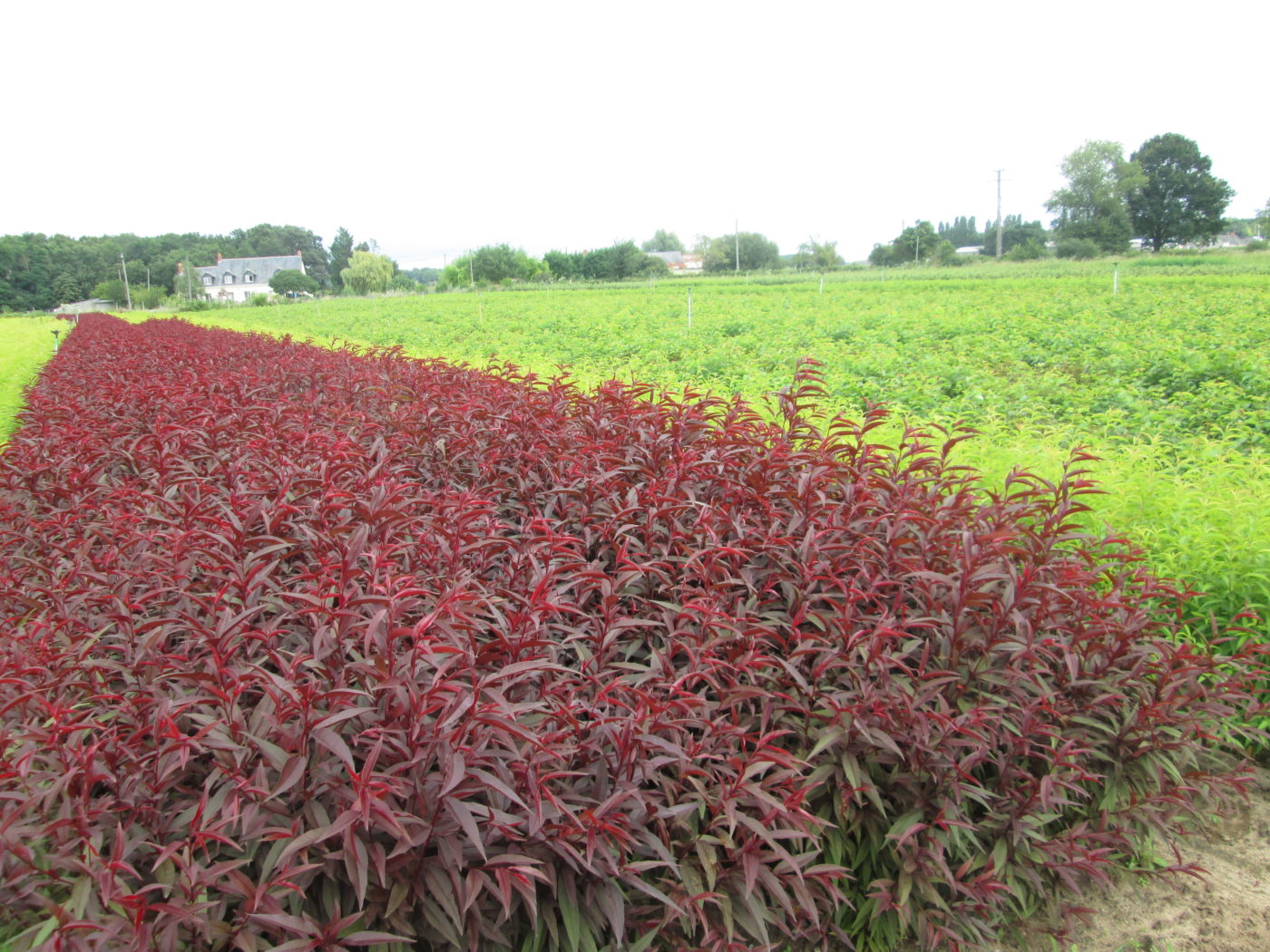 Acheter jeunes plants fruitiers