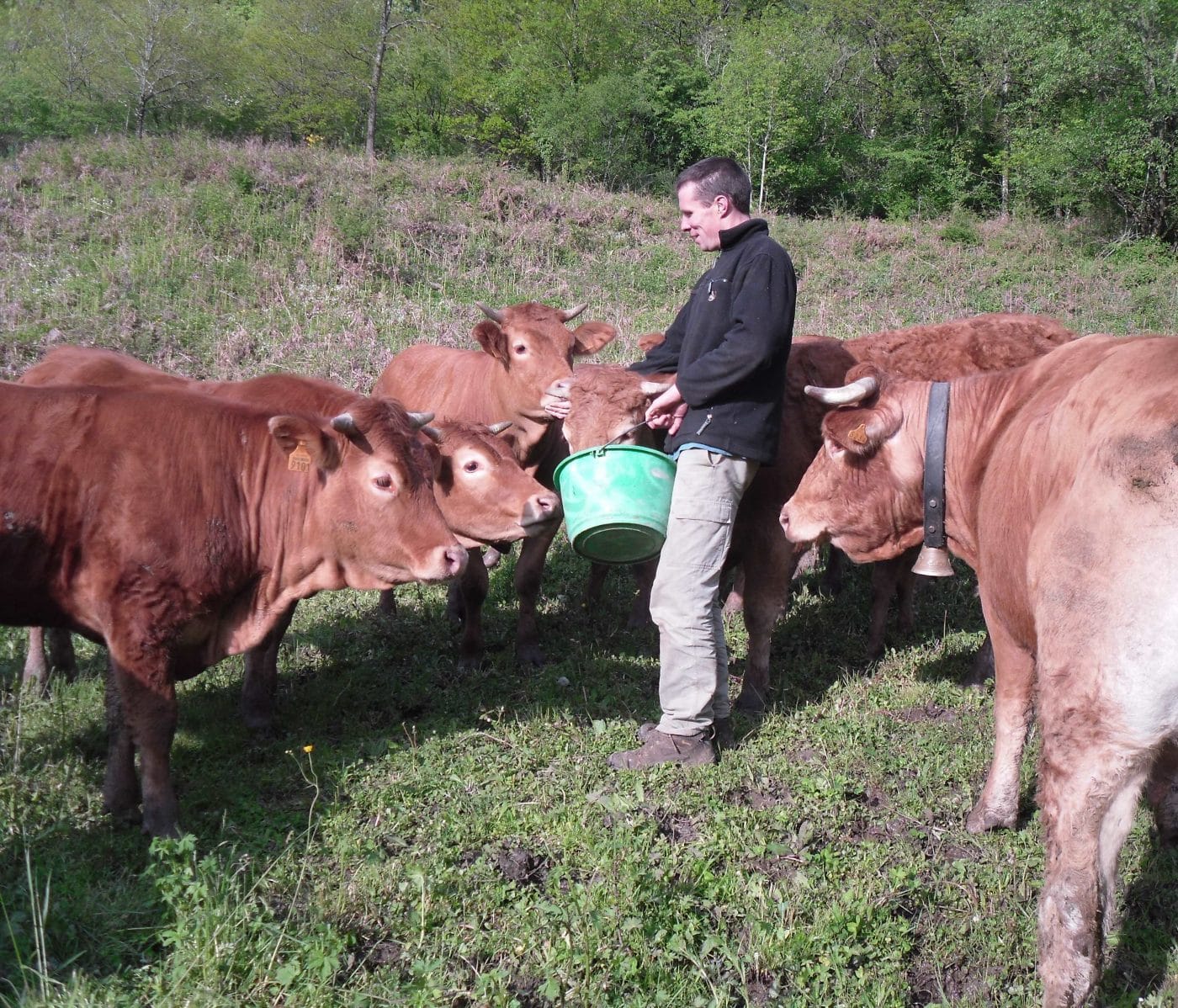 vaches