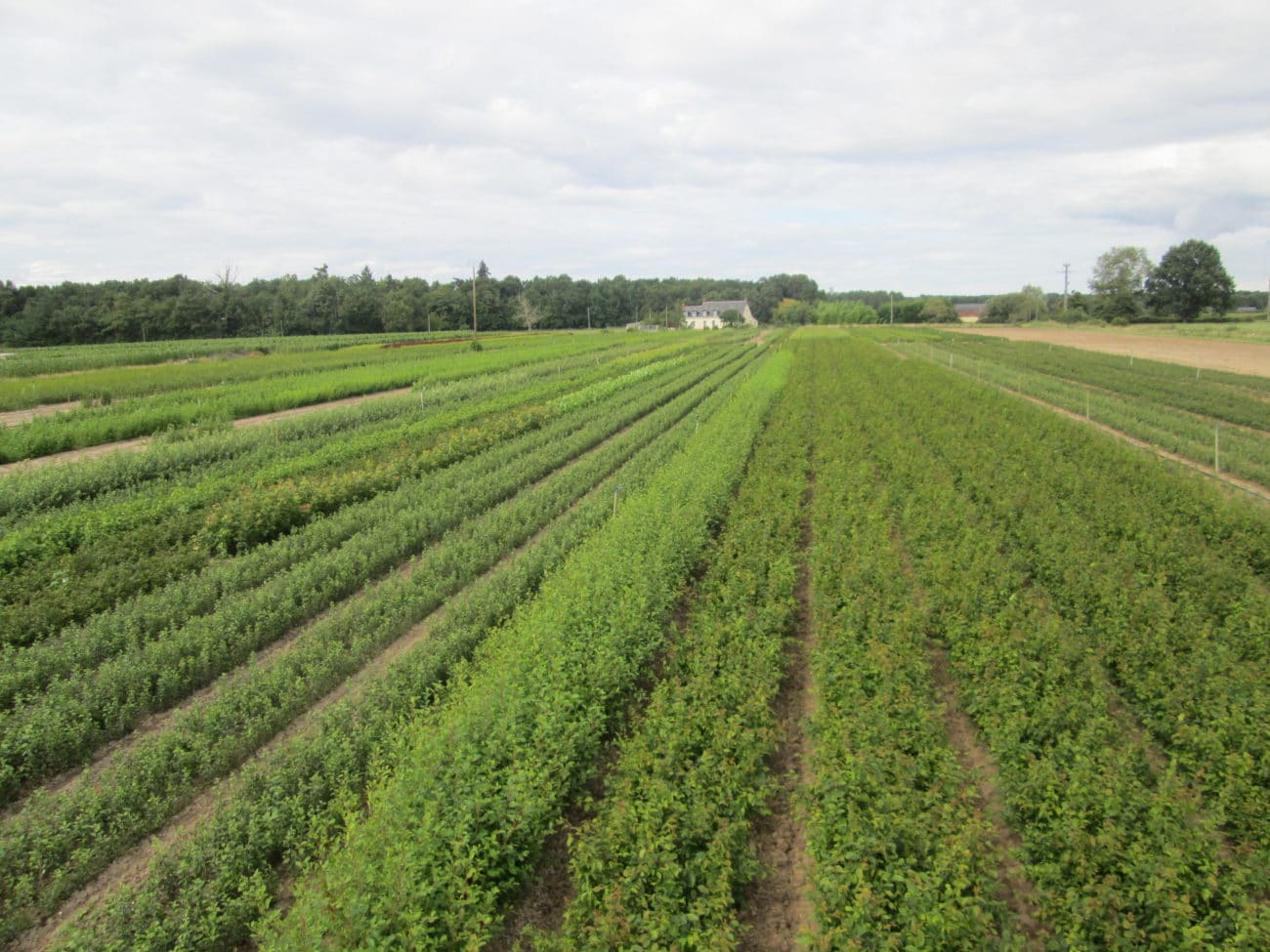 Acheter jeunes plants fruitiers