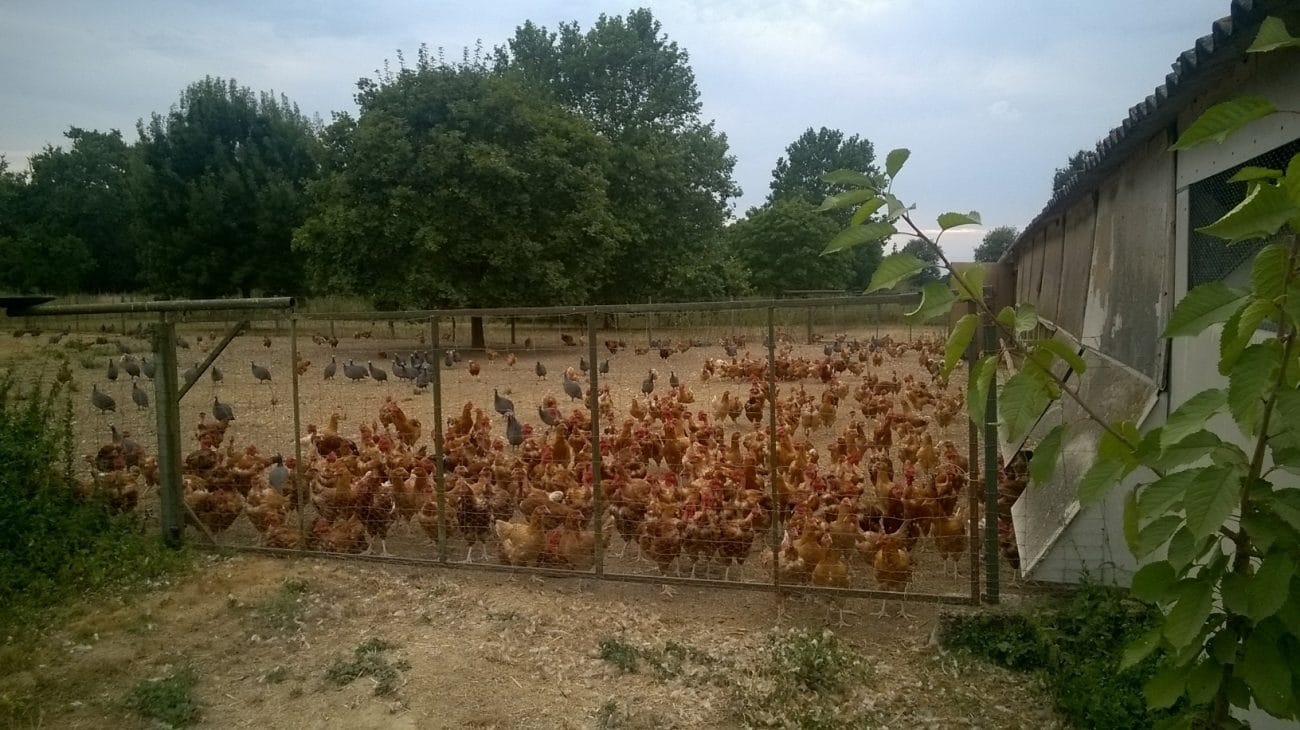 poules