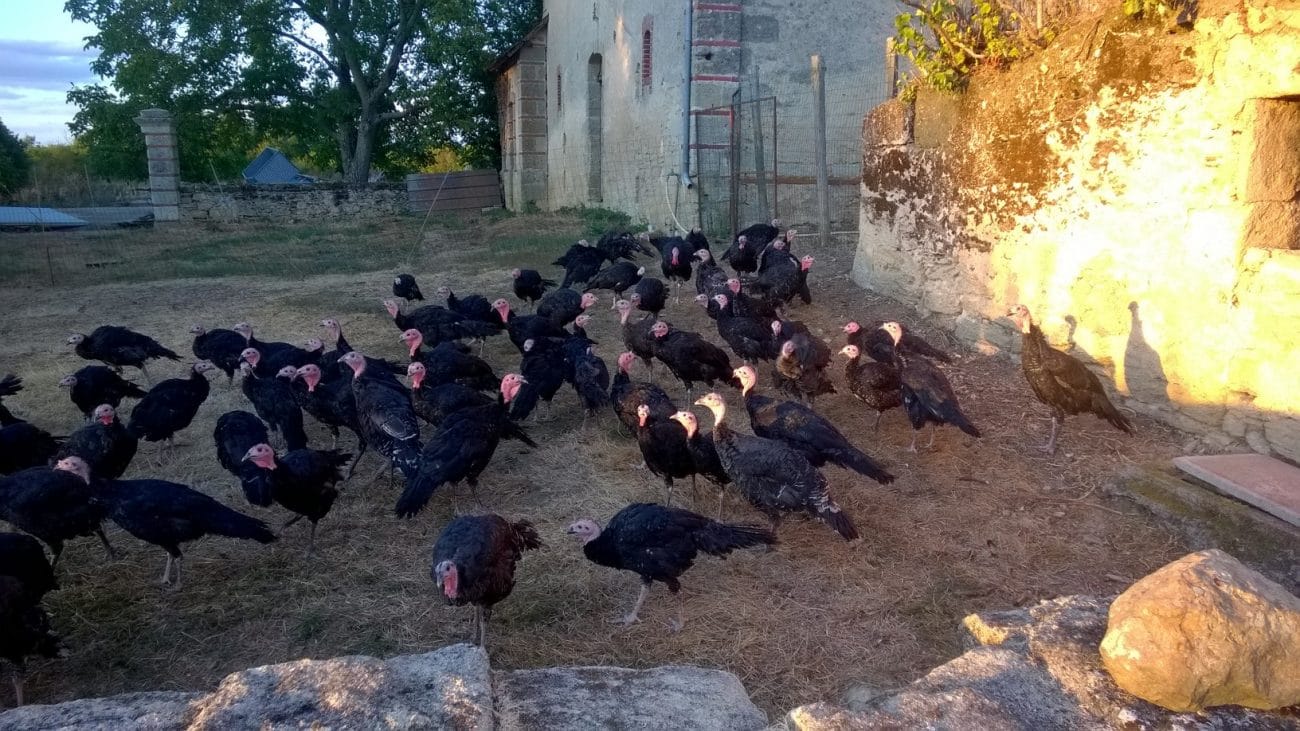 poules