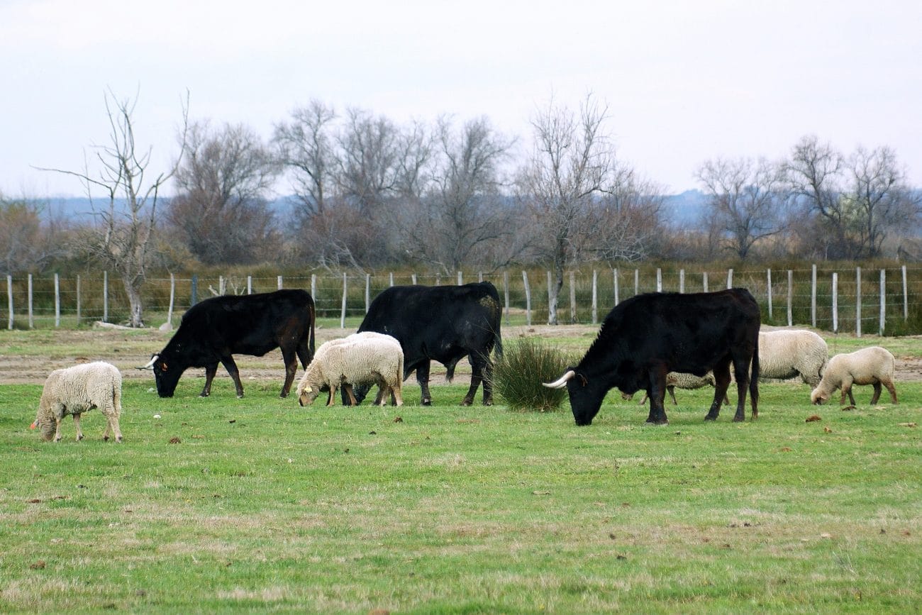 taureau camargue