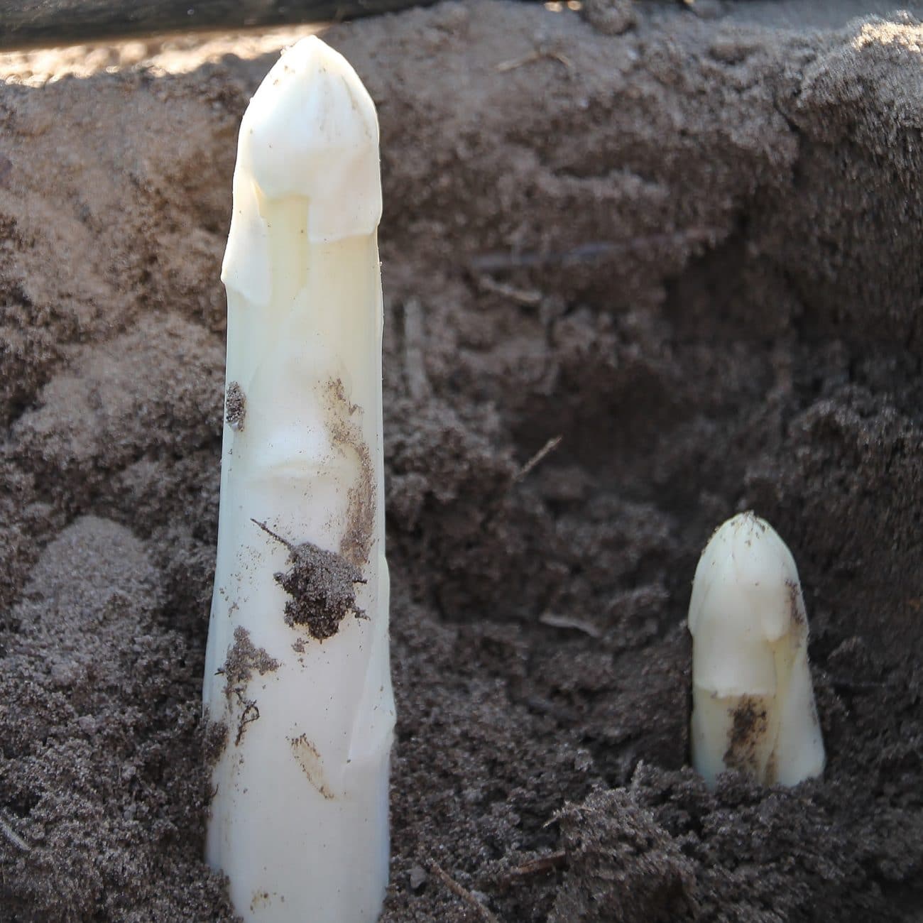 acheter asperge blanche en ligne