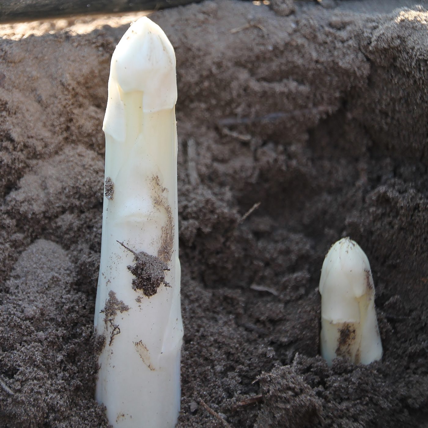 acheter asperge blanche en ligne