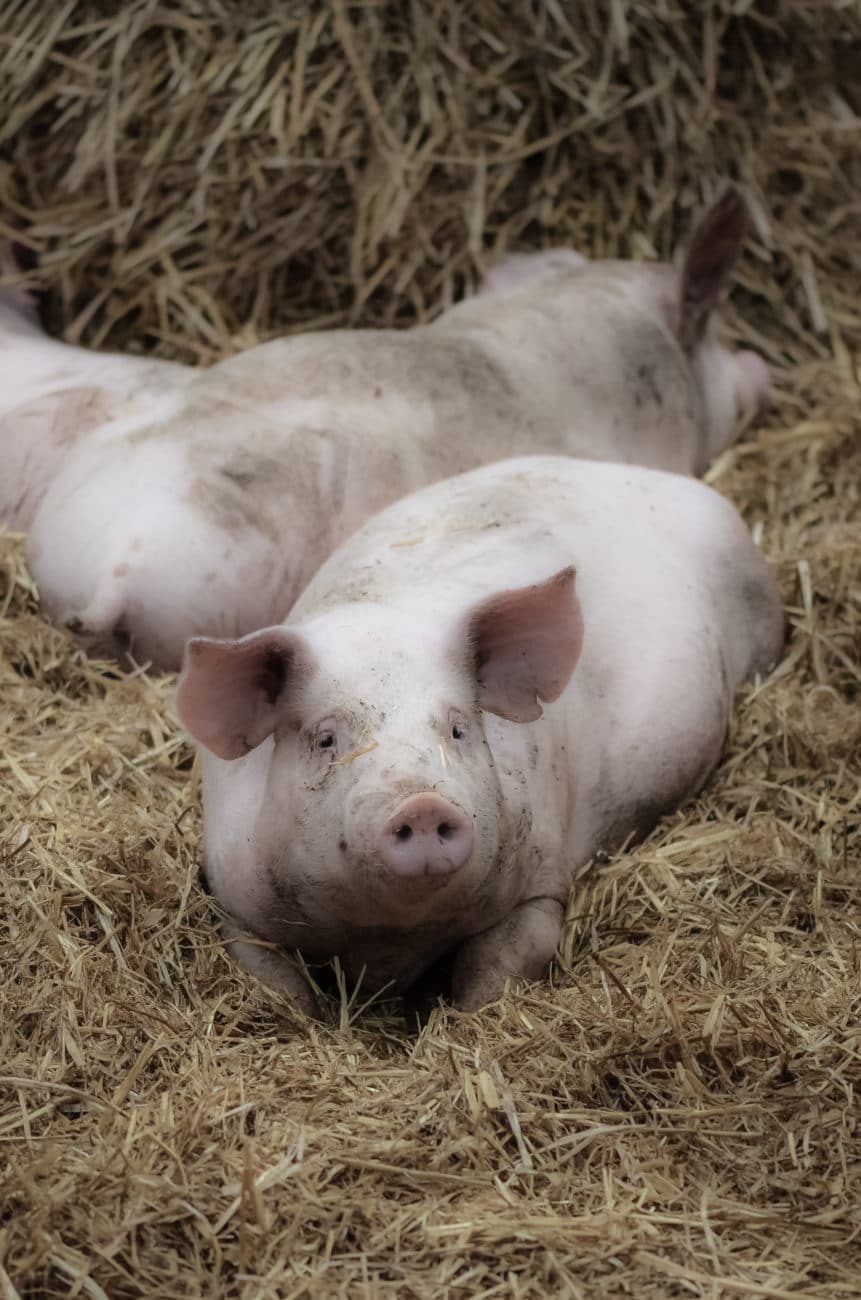 acheter viande de porc